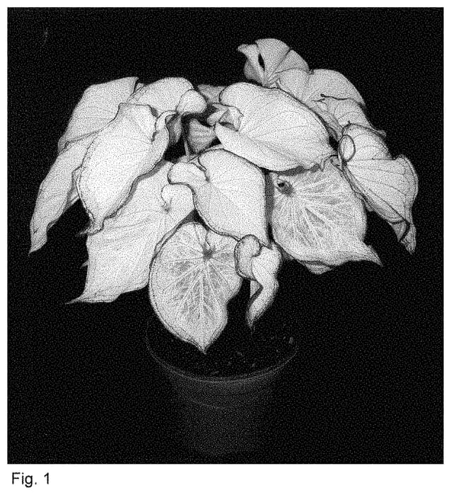 Figure 1 of US plant patent PP34987, the photograph of WON OF14-1246 printed in the patent.