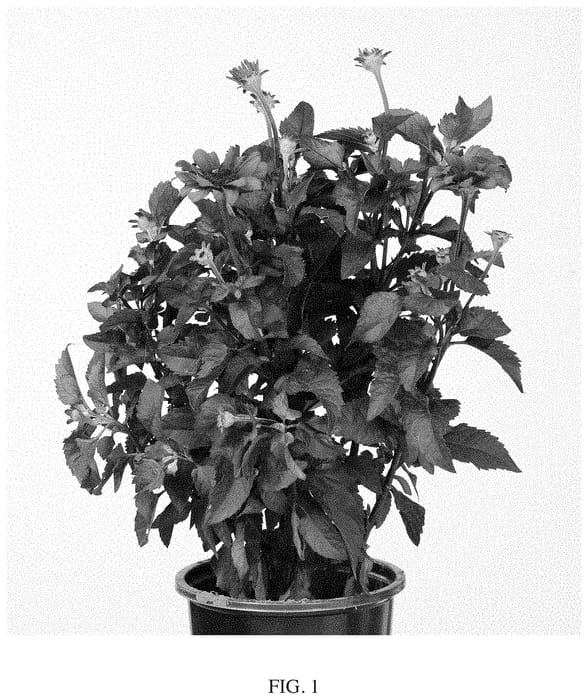 Figure 1 of US plant patent PP34988, the photograph of Luna Roja printed in the patent.