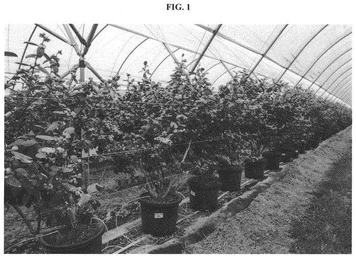 Figure 1 of US plant patent PP34989, the photograph of C14-771 printed in the patent.