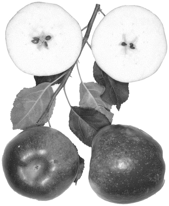 Figure 1 of US plant patent PP34990, the photograph of Zeeapple-1 printed in the patent.