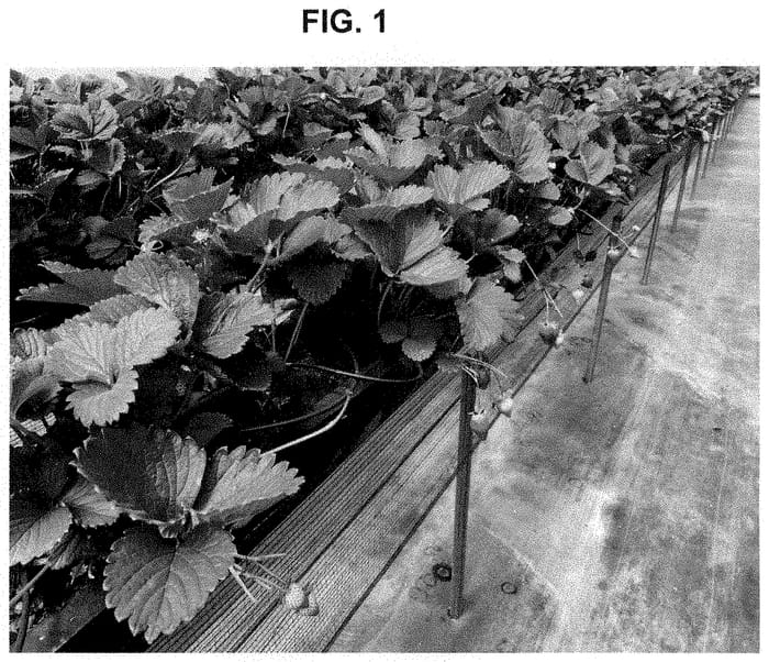 Figure 1 of US plant patent PP34991, the photograph of FPS-14_540-041 printed in the patent.