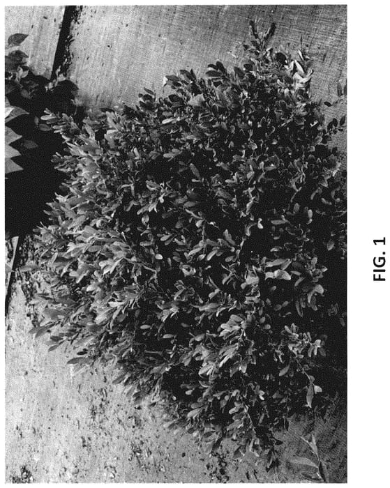 Figure 1 of US plant patent PP34992, the photograph of DISmd-26-18 printed in the patent.