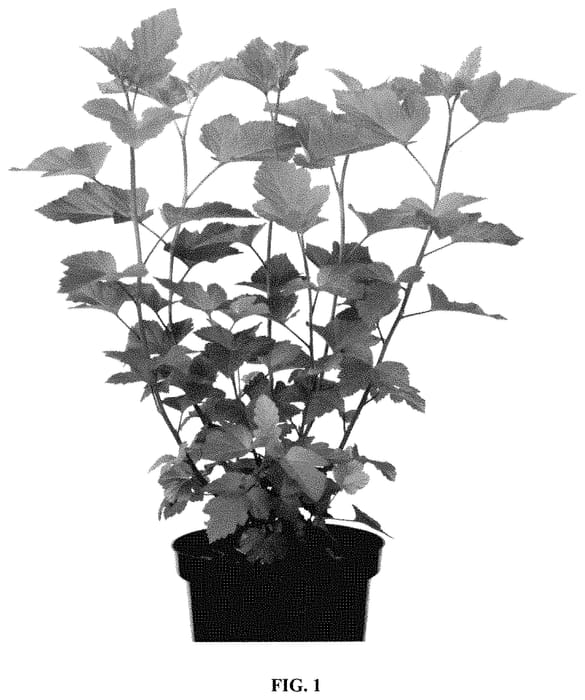 Figure 1 of US plant patent PP34993, the photograph of LP1 printed in the patent.