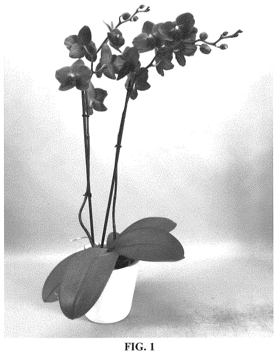 Figure 1 of US plant patent PP34994, the photograph of PHA202502 printed in the patent.