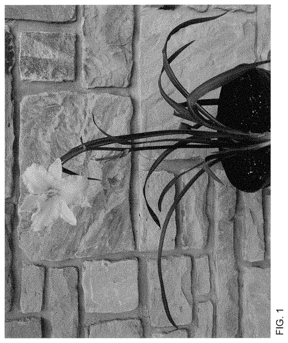 Figure 1 of US plant patent PP34995, the photograph of DLPG17947 printed in the patent.