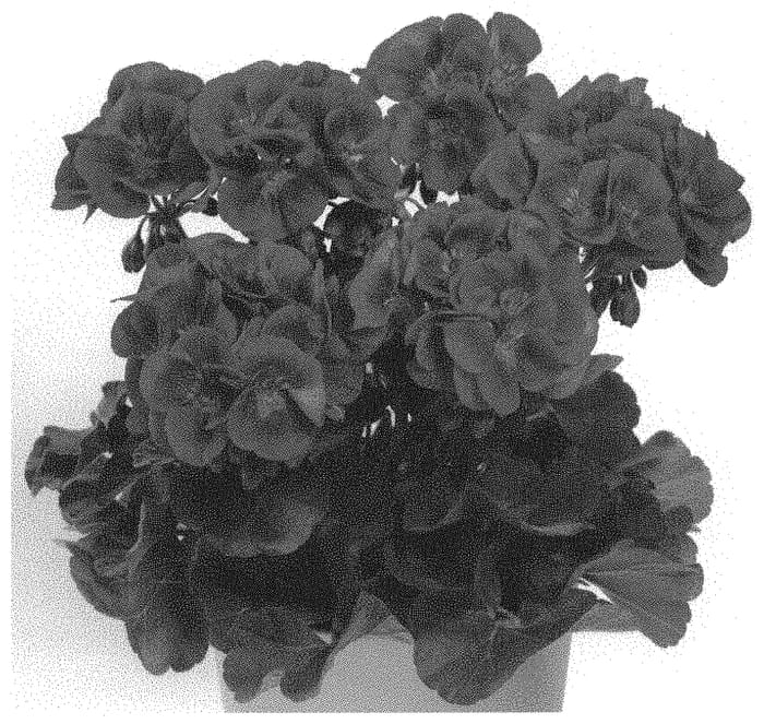 Figure 1 of US plant patent PP34996, the photograph of Swevioimp printed in the patent.