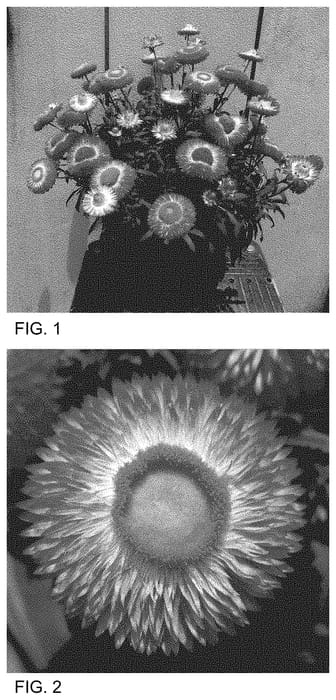 Figure 1 of US plant patent PP34997, the photograph of Bonxe 1669 printed in the patent.