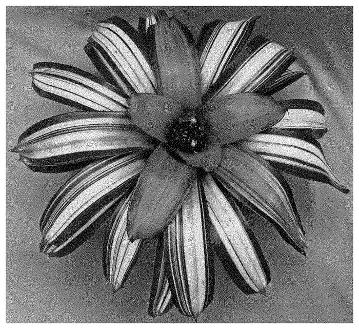 Figure 1 of US plant patent PP34998, the photograph of Minerva printed in the patent.