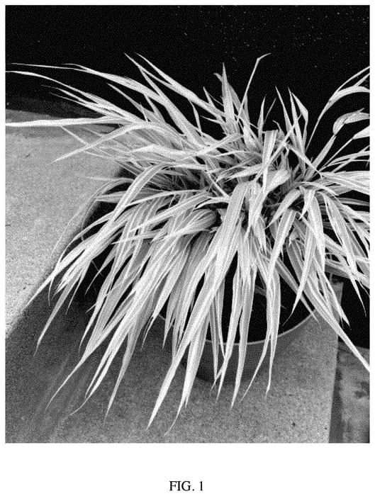 Figure 1 of US plant patent PP34999, the photograph of Hakbri1 printed in the patent.