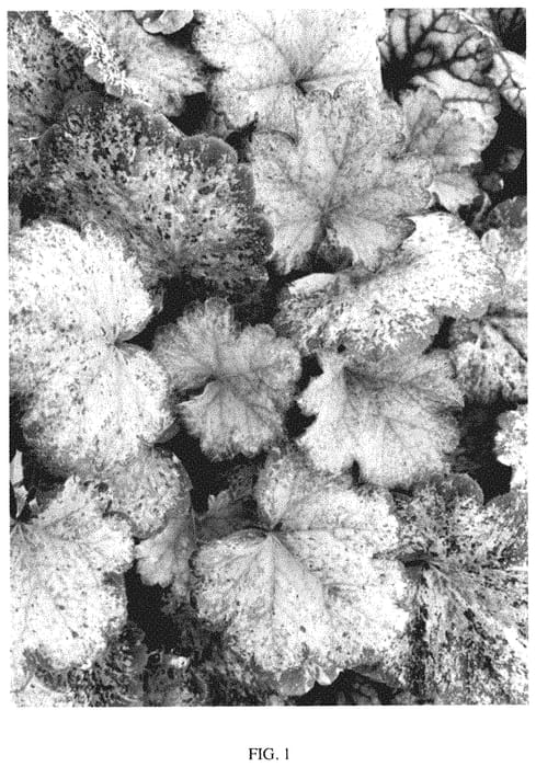 Figure 1 of US plant patent PP35000, the photograph of Pinky Panky printed in the patent.