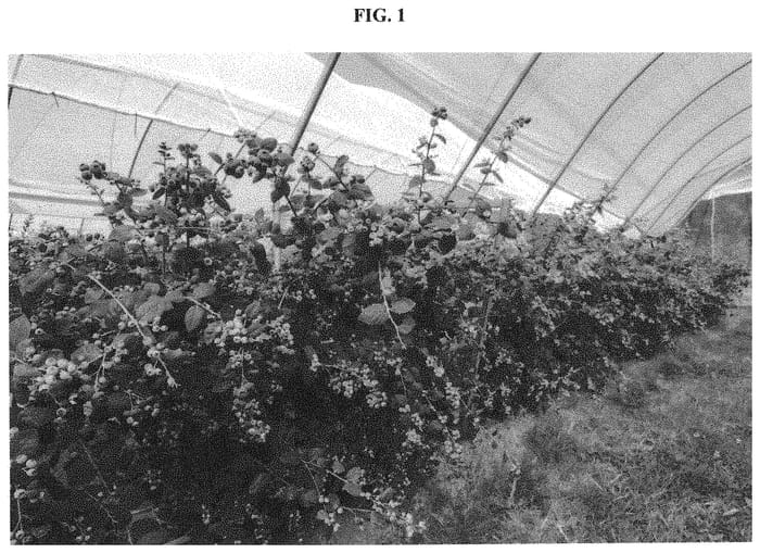 Figure 1 of US plant patent PP35001, the photograph of C15-270 printed in the patent.
