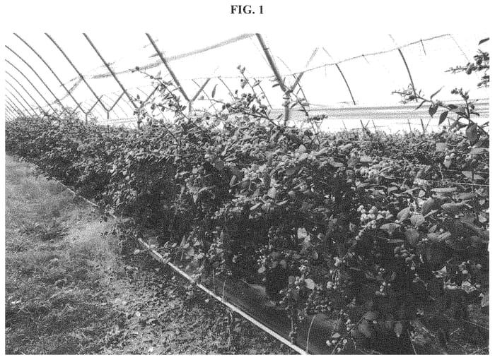 Figure 1 of US plant patent PP35002, the photograph of C15-268 printed in the patent.