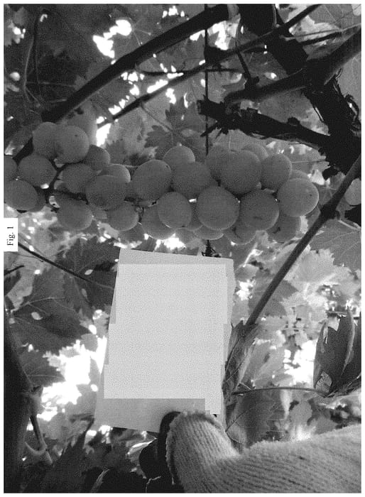 Figure 1 of US plant patent PP35003, the photograph of Grapevine named SV35-182-214 printed in the patent.