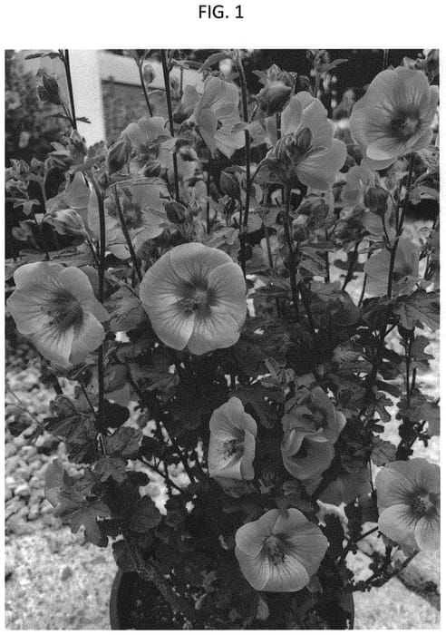 Figure 1 of US plant patent PP35004, the photograph of IB609-3 printed in the patent.