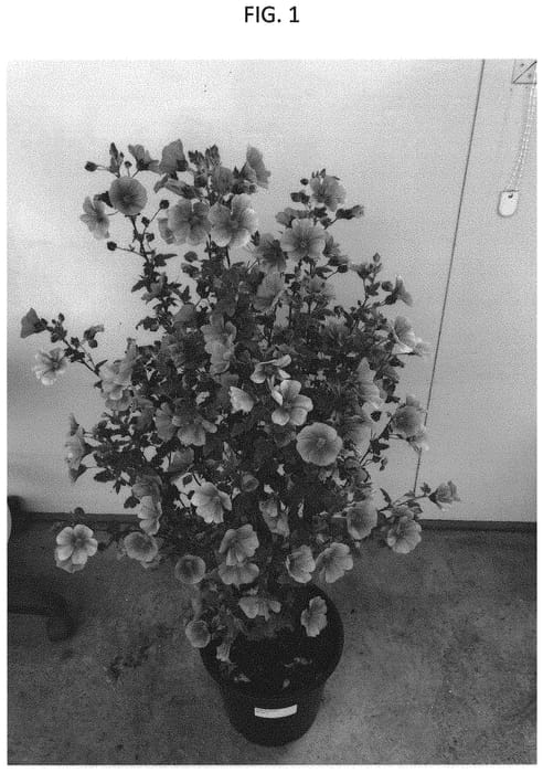 Figure 1 of US plant patent PP35005, the photograph of IB710-1 printed in the patent.