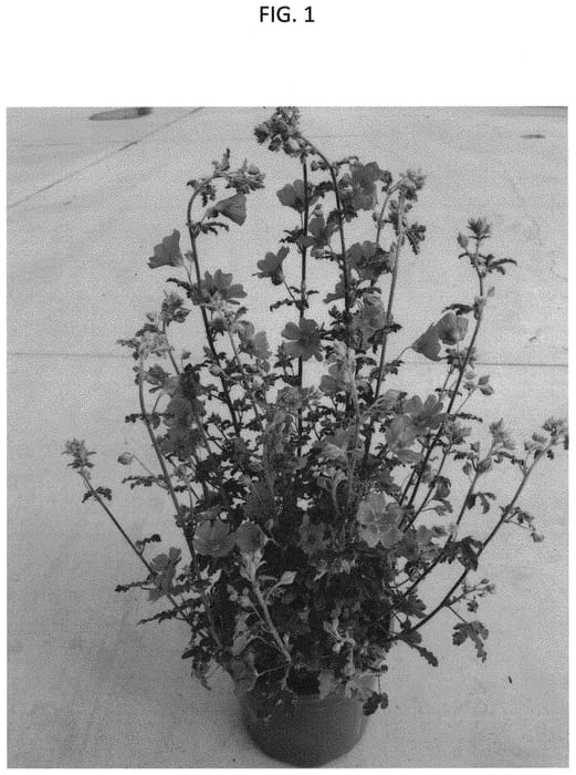 Figure 1 of US plant patent PP35006, the photograph of IB609-5 printed in the patent.