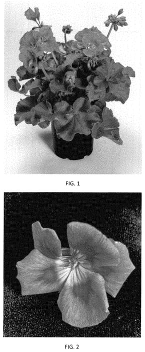 Figure 1 of US plant patent PP35007, the photograph of PEQZ0100 printed in the patent.
