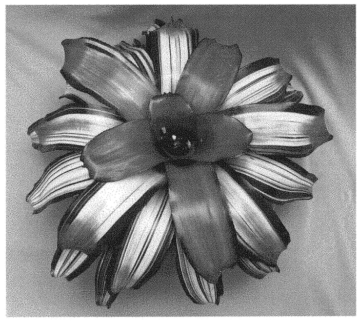 Figure 1 of US plant patent PP35008, the photograph of Freya printed in the patent.