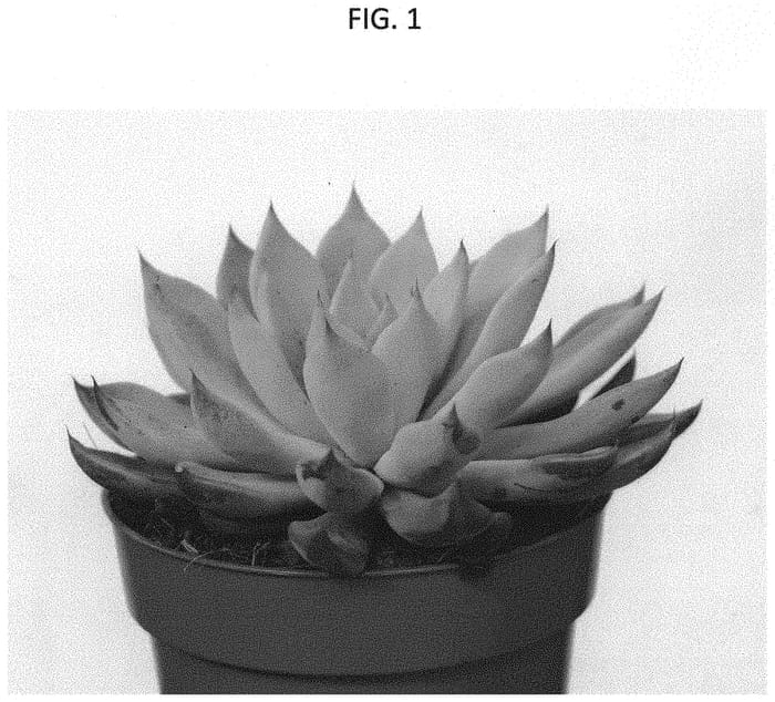 Figure 1 of US plant patent PP35009, the photograph of AMIECH2005 printed in the patent.