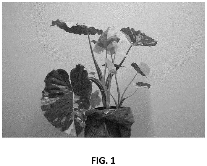Figure 1 of US plant patent PP35010, the photograph of Dawn printed in the patent.