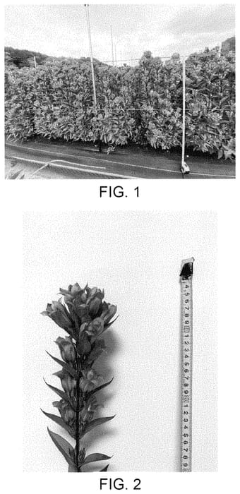 Figure 1 of US plant patent PP35011, the photograph of Ashiro 29-2030 printed in the patent.