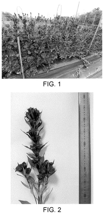 Figure 1 of US plant patent PP35012, the photograph of Ashiro 29-2076 printed in the patent.