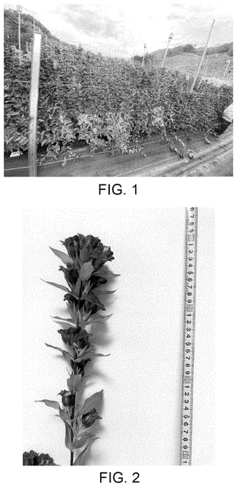 Figure 1 of US plant patent PP35013, the photograph of Ashiro 29-2075 printed in the patent.