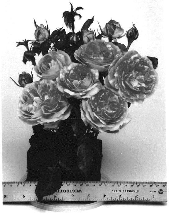 Figure 1 of US plant patent PP35014, the photograph of WEKgoagroro printed in the patent.