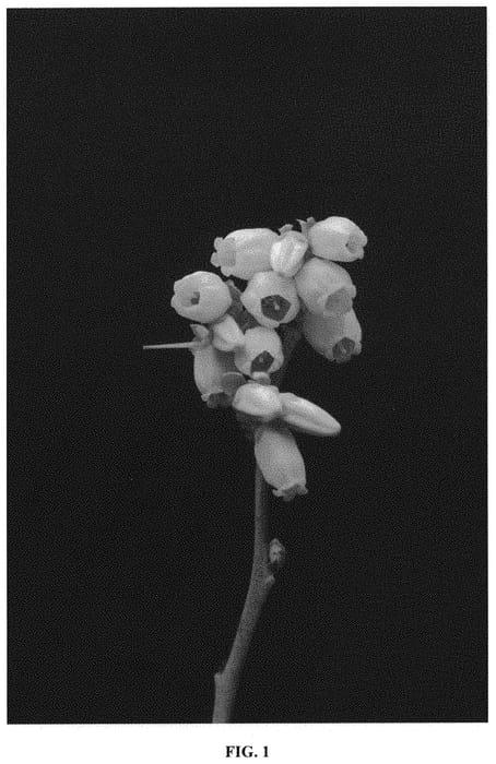 Figure 1 of US plant patent PP35015, the photograph of FL09-216 printed in the patent.