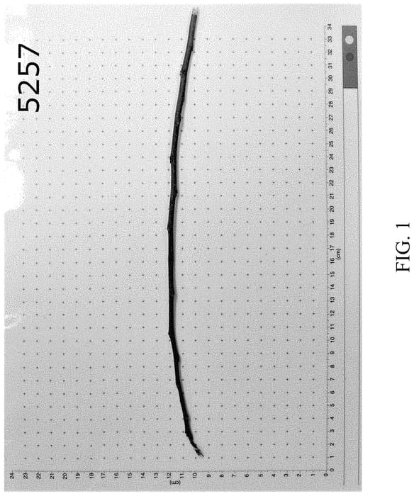 Figure 1 of US plant patent PP35016, the photograph of G.257 printed in the patent.