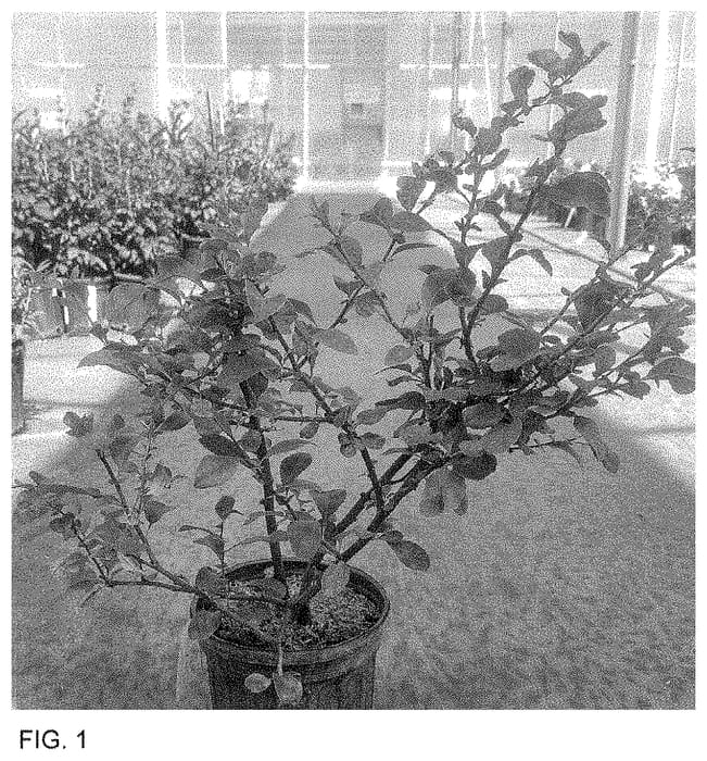 Figure 1 of US plant patent PP35018, the photograph of SMNCSDW printed in the patent.