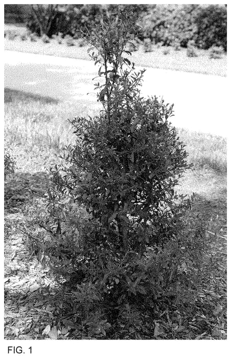 Figure 1 of US plant patent PP35019, the photograph of SMNIGLA printed in the patent.