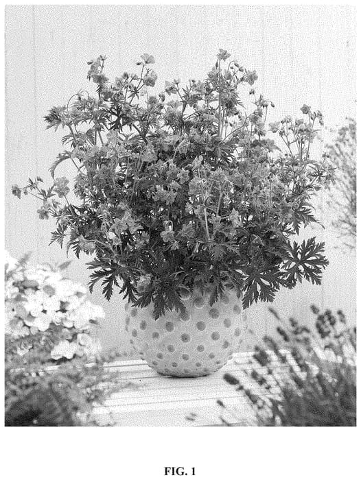 Figure 1 of US plant patent PP35021, the photograph of TUITSKI printed in the patent.