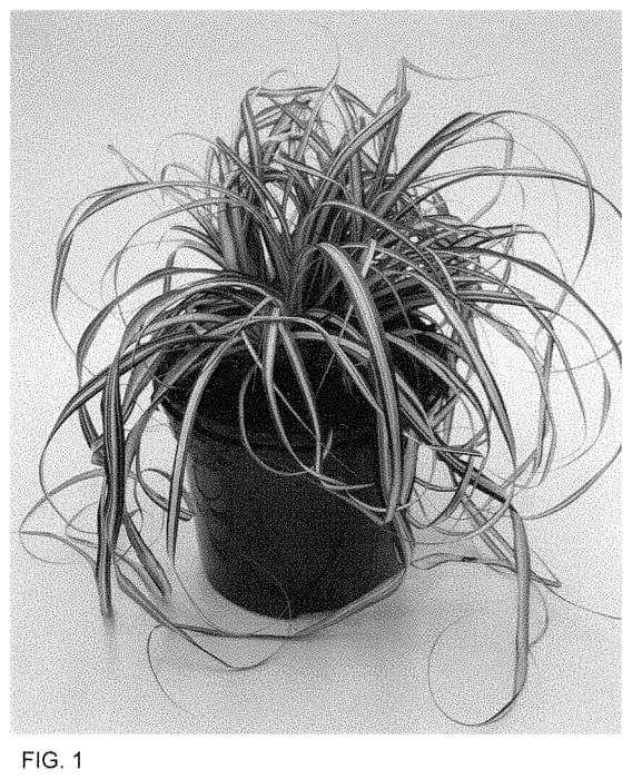 Figure 1 of US plant patent PP35022, the photograph of ET CRX 904 printed in the patent.