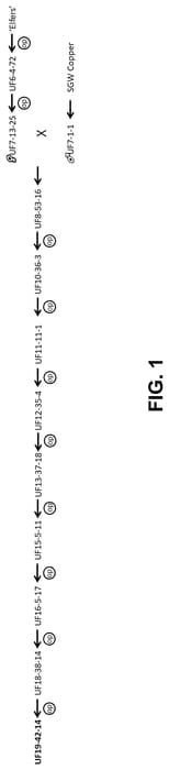Figure 1 of US plant patent PP35023, the photograph of UF19-42-14 printed in the patent.