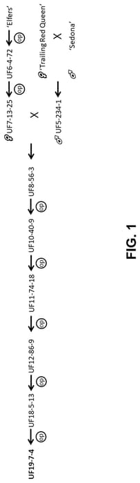 Figure 1 of US plant patent PP35024, the photograph of UF19-7-4 printed in the patent.