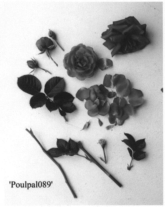 Figure 1 of US plant patent PP35025, the photograph of Poulpal089 printed in the patent.