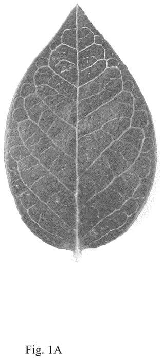 Figure 1 of US plant patent PP35026, the photograph of BB14-232PT-2 printed in the patent.
