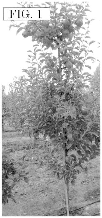 Figure 1 of US plant patent PP35027, the photograph of SPINK754 printed in the patent.