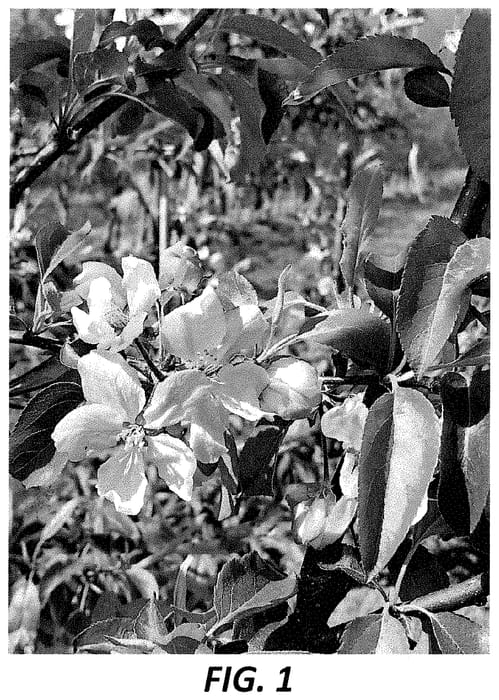Figure 1 of US plant patent PP35028, the photograph of PremA025 printed in the patent.
