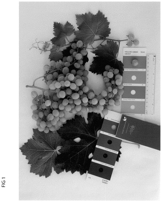 Figure 1 of US plant patent PP35029, the photograph of IFG Rais-one printed in the patent.