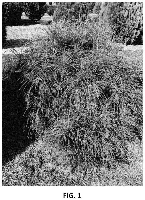 Figure 1 of US plant patent PP35030, the photograph of RutThu2 printed in the patent.
