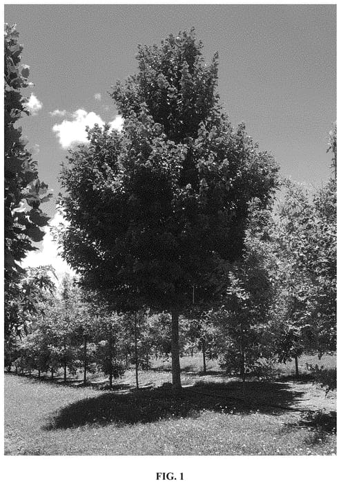 Figure 1 of US plant patent PP35031, the photograph of RVF-1 printed in the patent.