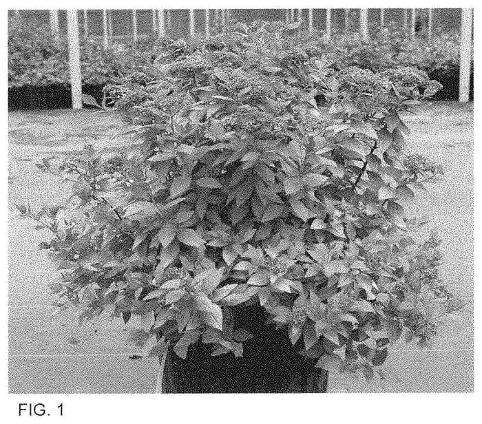 Figure 1 of US plant patent PP35032, the photograph of SMNSJSA printed in the patent.