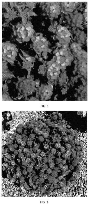 Figure 1 of US plant patent PP35033, the photograph of LANZ0047 printed in the patent.