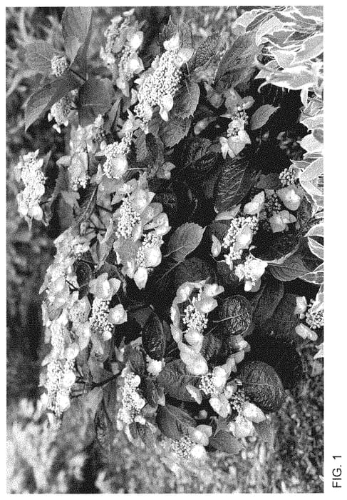 Figure 1 of US plant patent PP35034, the photograph of SMNHSG printed in the patent.