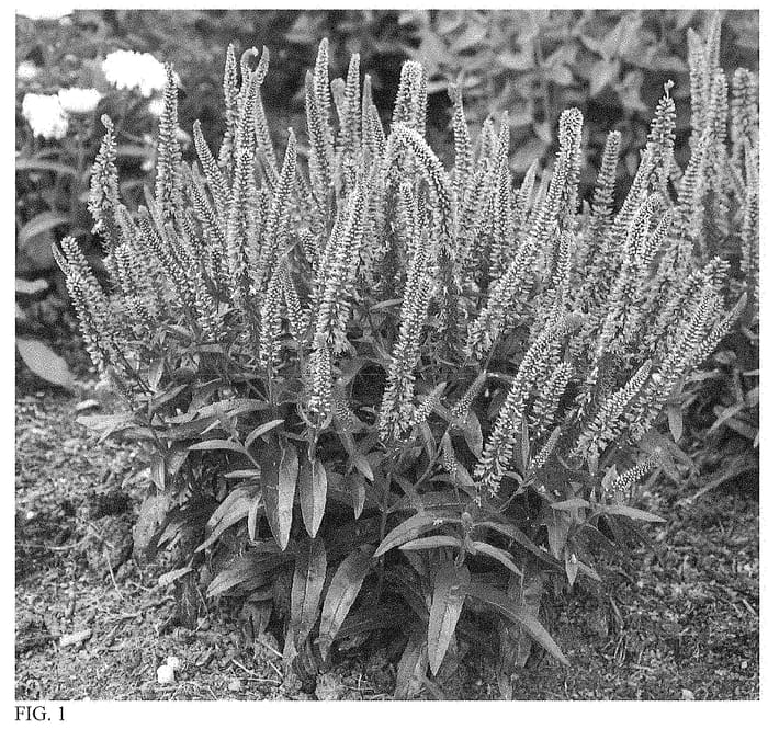 Figure 1 of US plant patent PP35035, the photograph of Ever After printed in the patent.