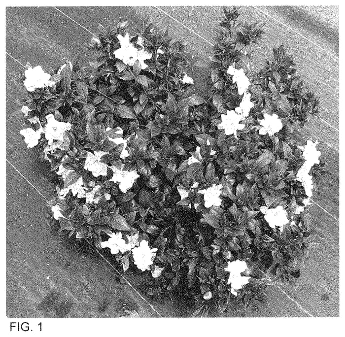 Figure 1 of US plant patent PP35036, the photograph of SMNGDUO printed in the patent.