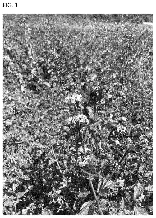 Figure 1 of US plant patent PP35037, the photograph of Palisade printed in the patent.