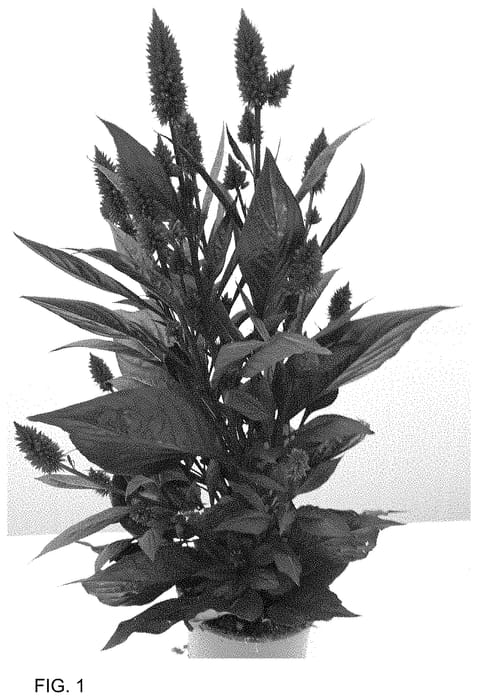 Figure 1 of US plant patent PP35038, the photograph of Zancesha printed in the patent.